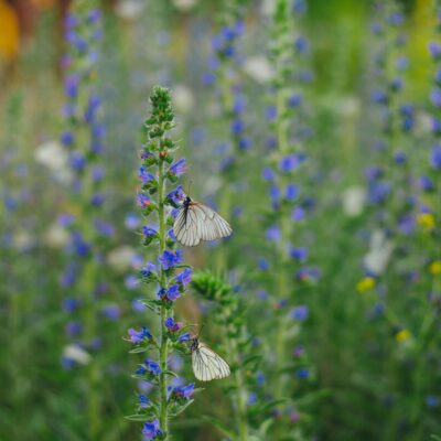 Insektenschutzgitter